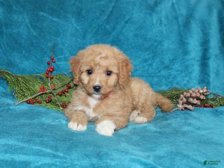 Mini Goldendoodle dogs Bella - Ad 35
