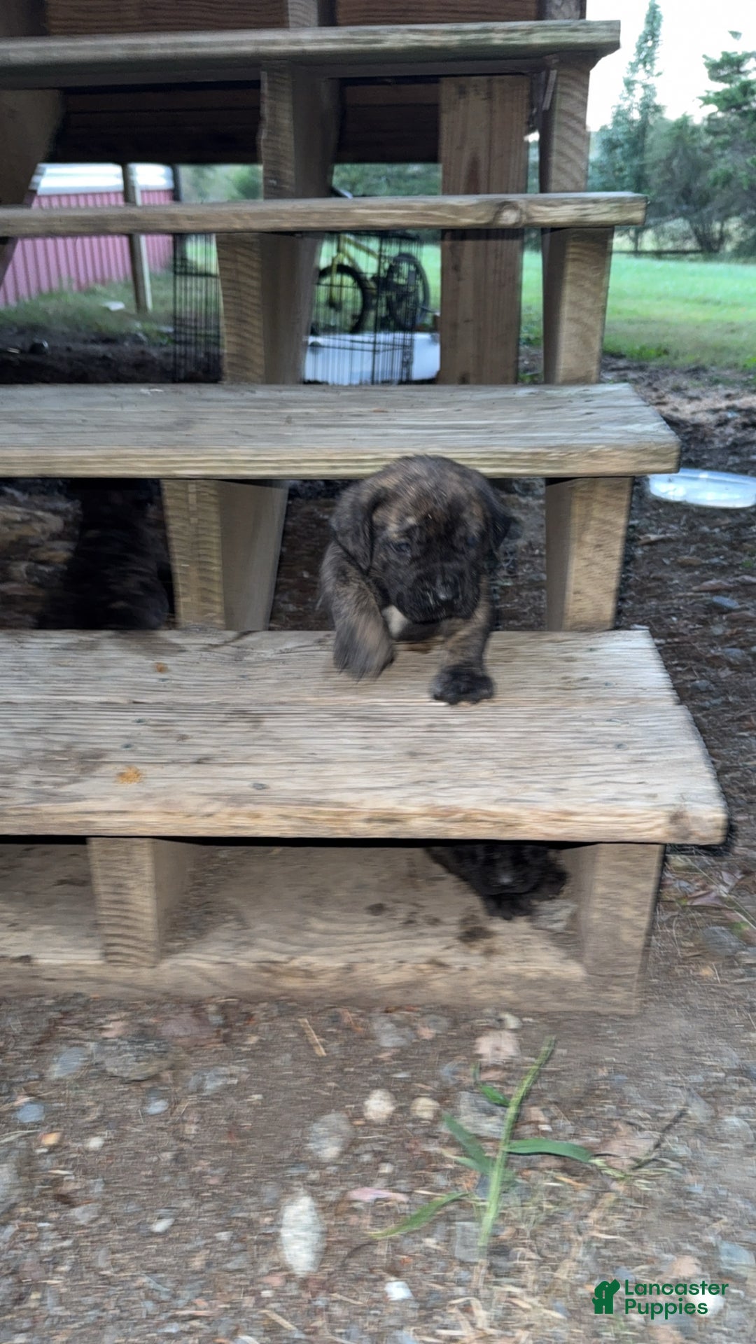 English Mastiff dogs for sale: English Mastiff Puppy 3 - Ad 1