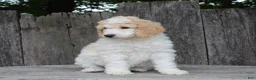 Standard Poodle dogs for sale: Willow AKC standard poodle - Ad 9