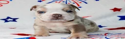 English Bulldog dogs for sale: Woody - Ad 2