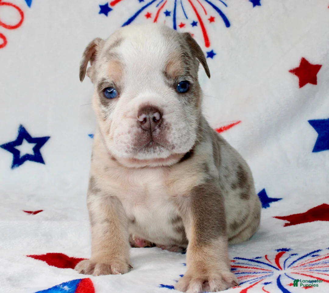 English Bulldog dogs for sale: Woody - Ad 2