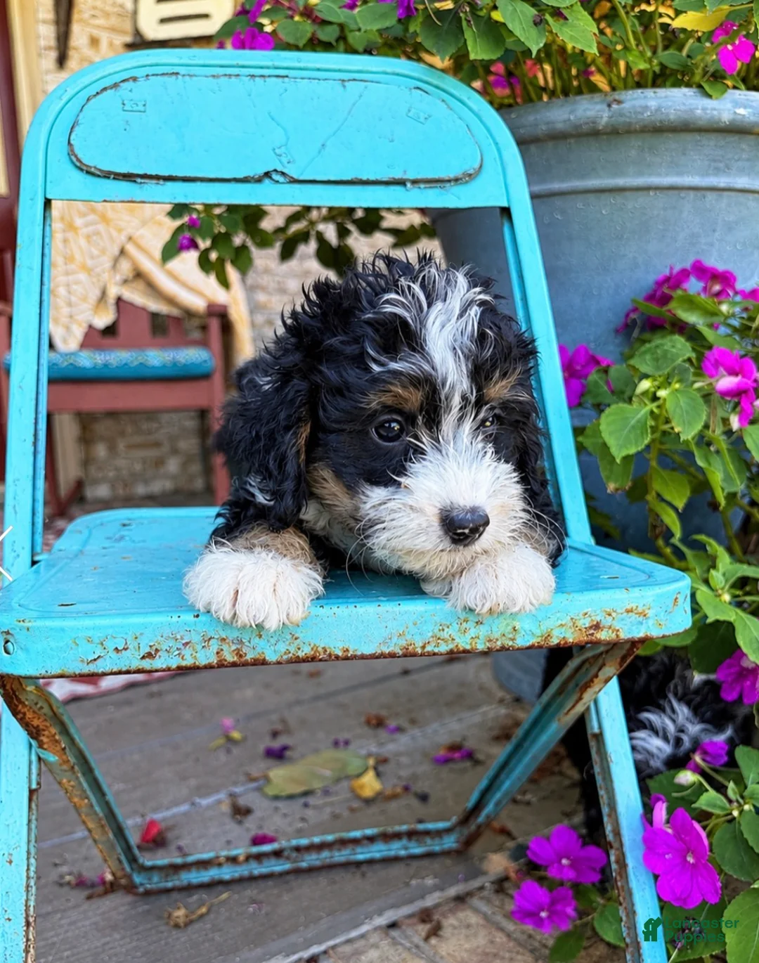 Mini Bernedoodle dogs for sale: Dexter - Ad 2