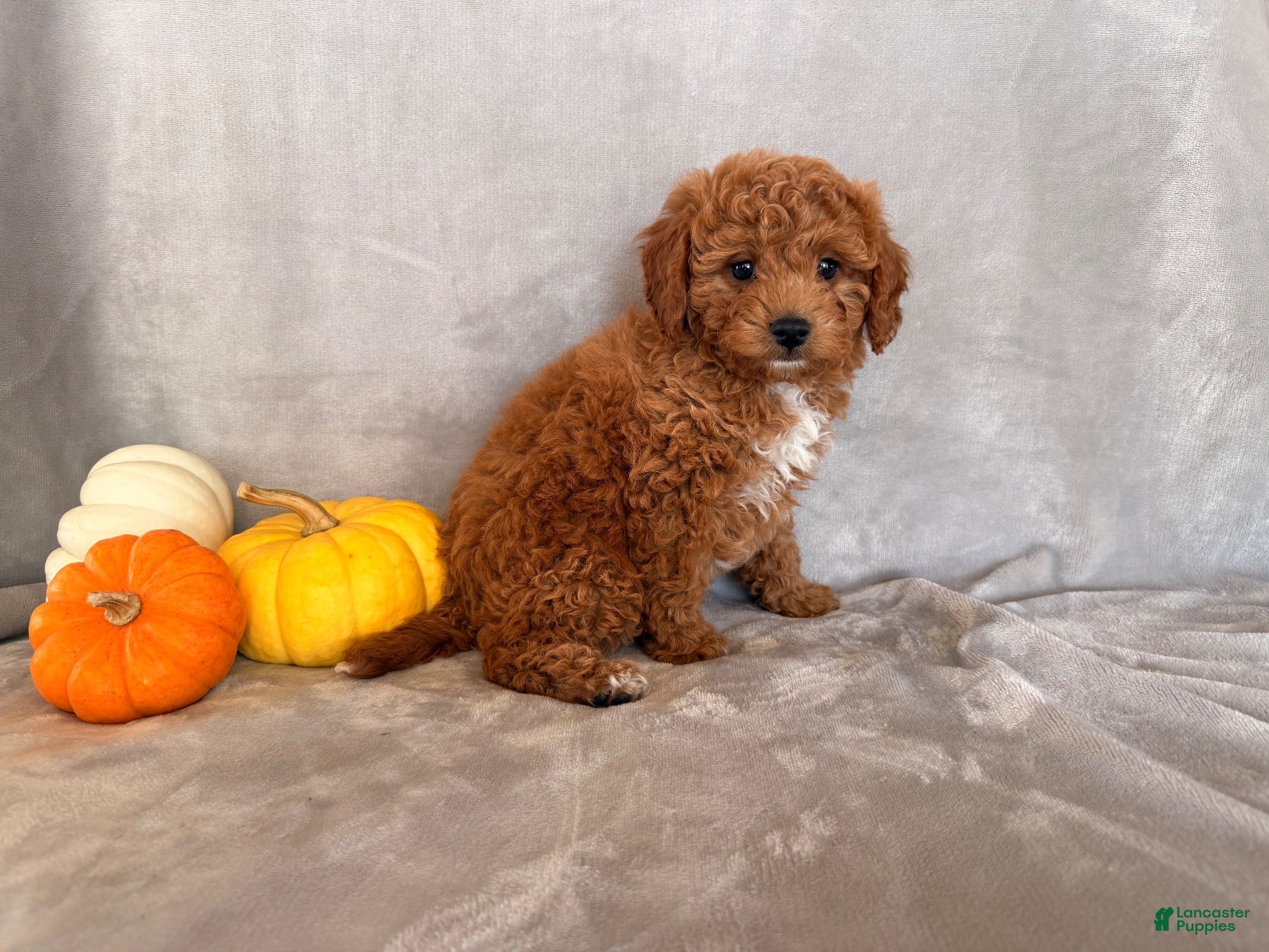 Cavapoo dogs Charlie Brown - Ad 2
