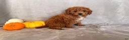 Cavapoo dogs for sale: Charlie Brown - Ad 2