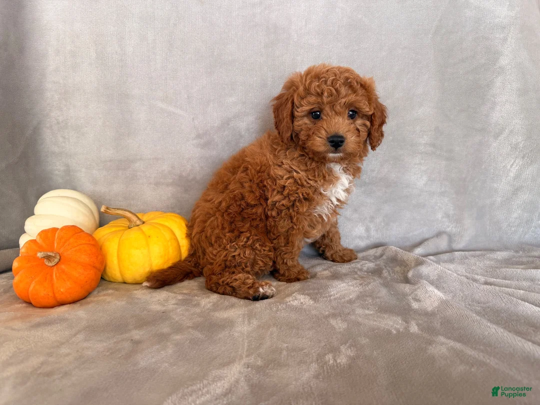 Cavapoo dogs for sale: Charlie Brown - Ad 2