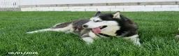 Siberian Husky dogs for sale: Mayla - Ad 4