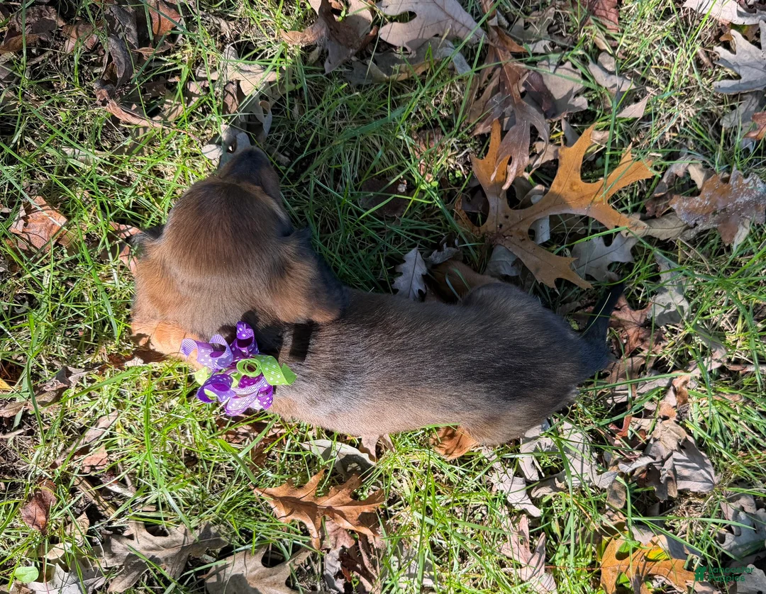 Miniature Dachshund dogs for sale: Ruby - Ad 3