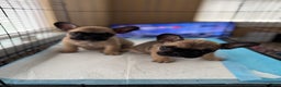 French Bulldog dogs for sale: French Bulldog Puppy 1 - Ad 2