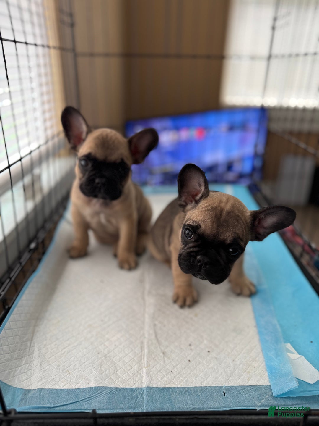 French Bulldog dogs for sale: French Bulldog Puppy 1 - Ad 2