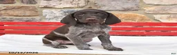 German Shorthaired Pointer dogs for sale: Mocha - Ad 3