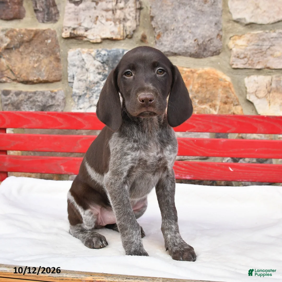German Shorthaired Pointer dogs for sale: Mocha - Ad 3