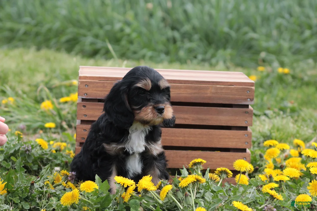 Cavapoo dogs for sale: Chocolate - Ad 6