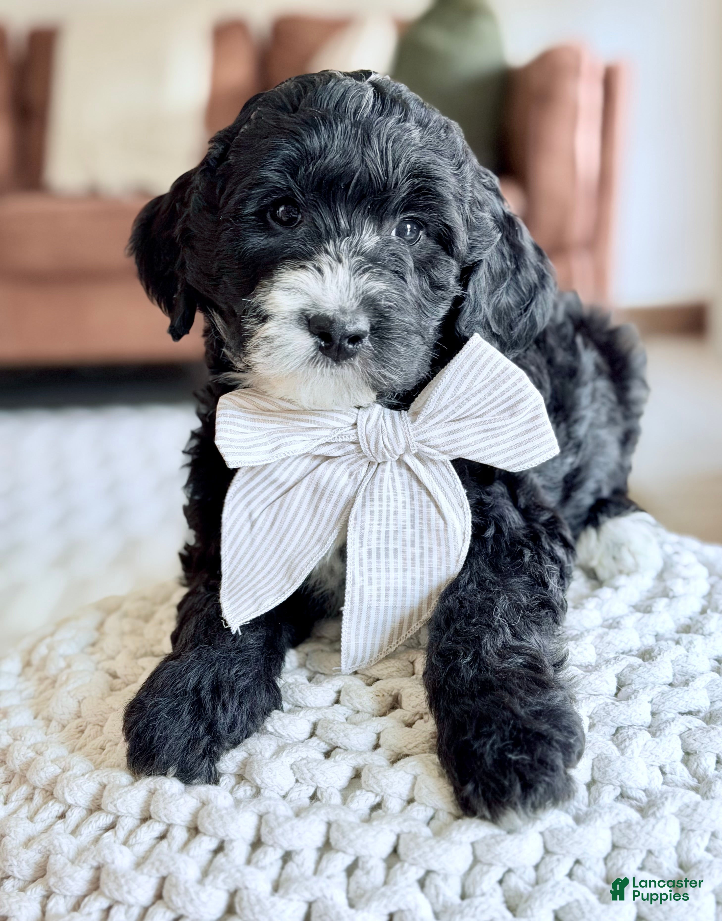 Bernedoodle dogs Promise  - Ad 1