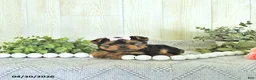 Yorkshire Terrier dogs for sale: Macey - Ad 2