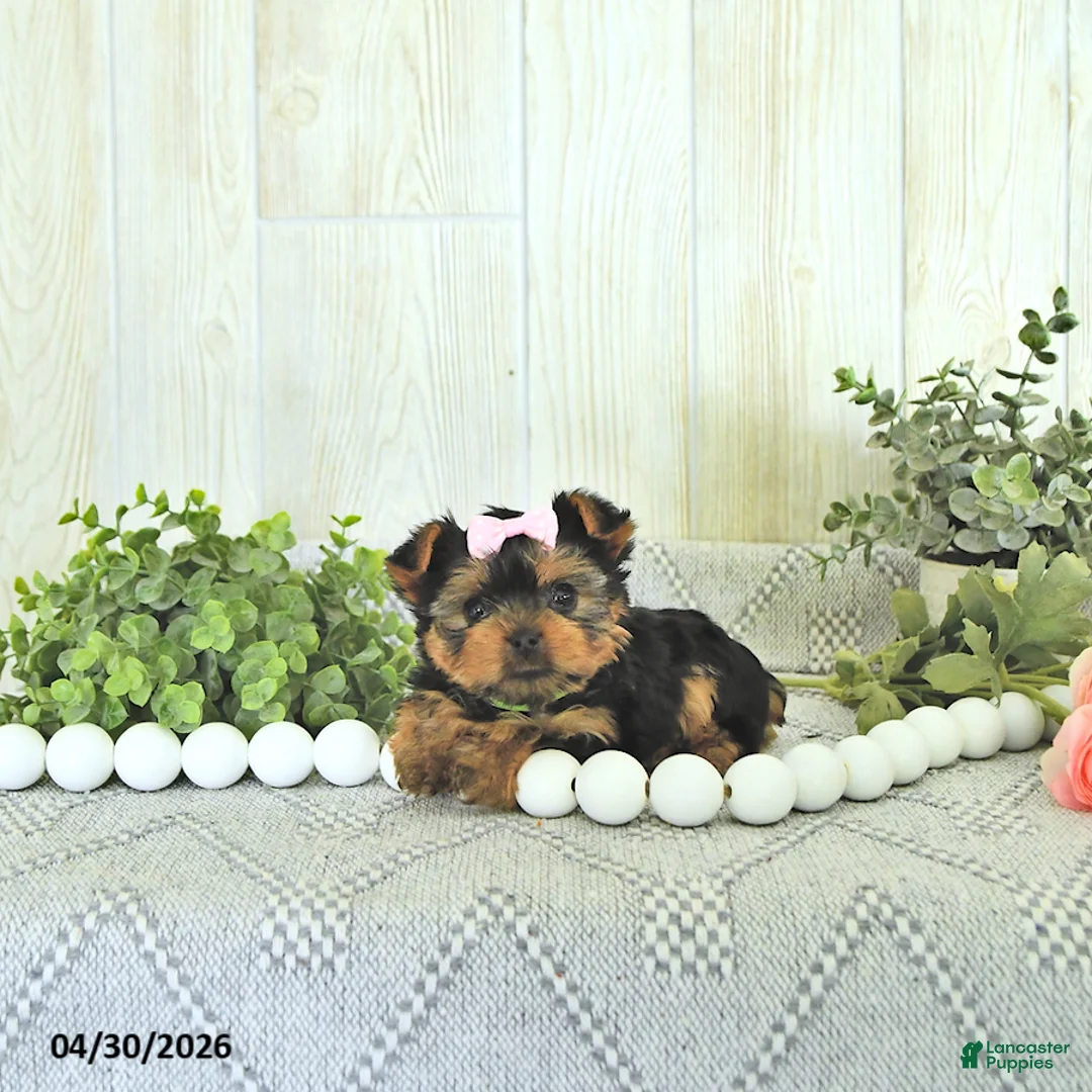 Yorkshire Terrier dogs for sale: Macey - Ad 2