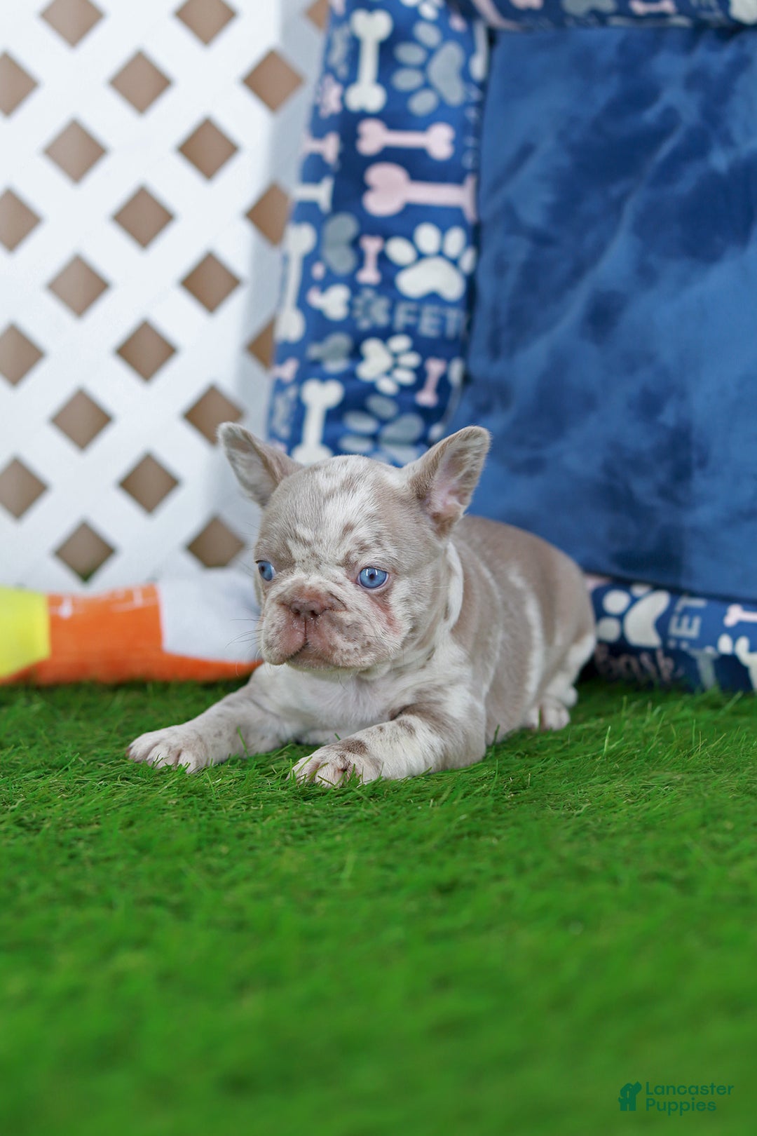 French Bulldog dogs for sale: Milena  - Ad 4