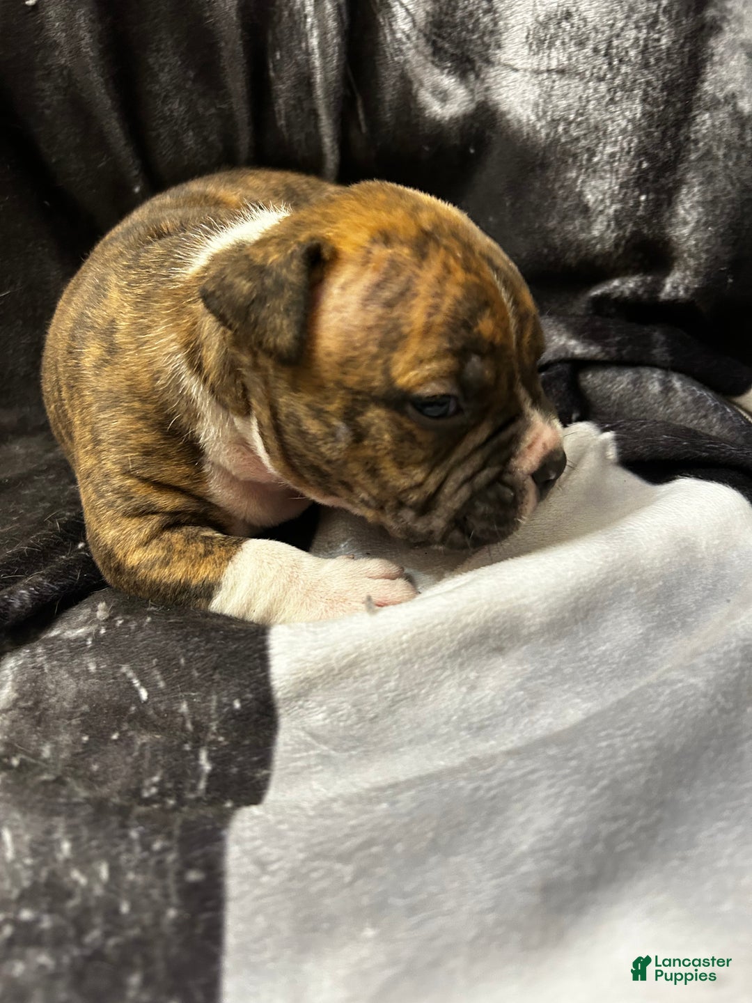 American Bully dogs for sale: American Bully Puppy 3 - Ad 13