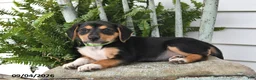 Beagle dogs for sale: Rayna - Ad 3