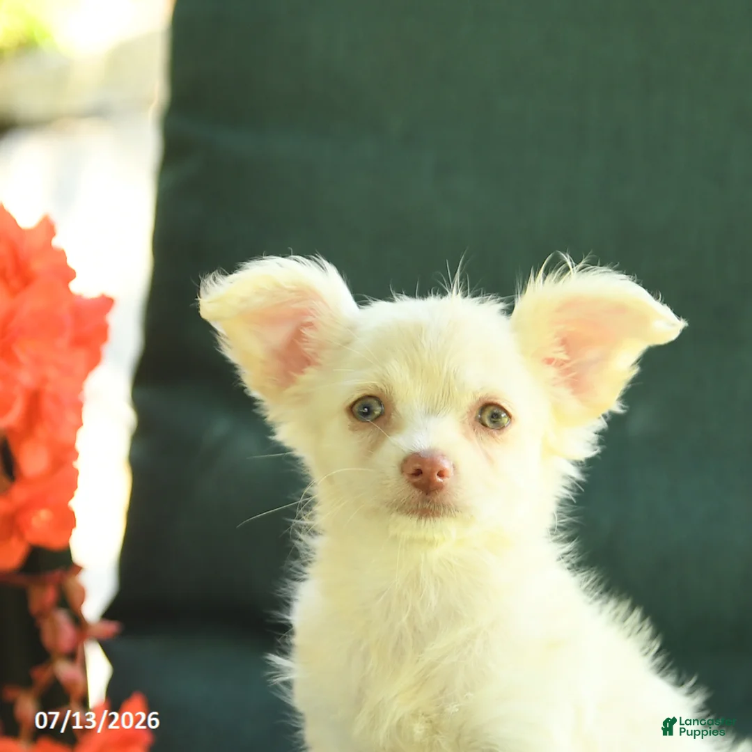 Chihuahua dogs for sale: Paisley - Ad 2