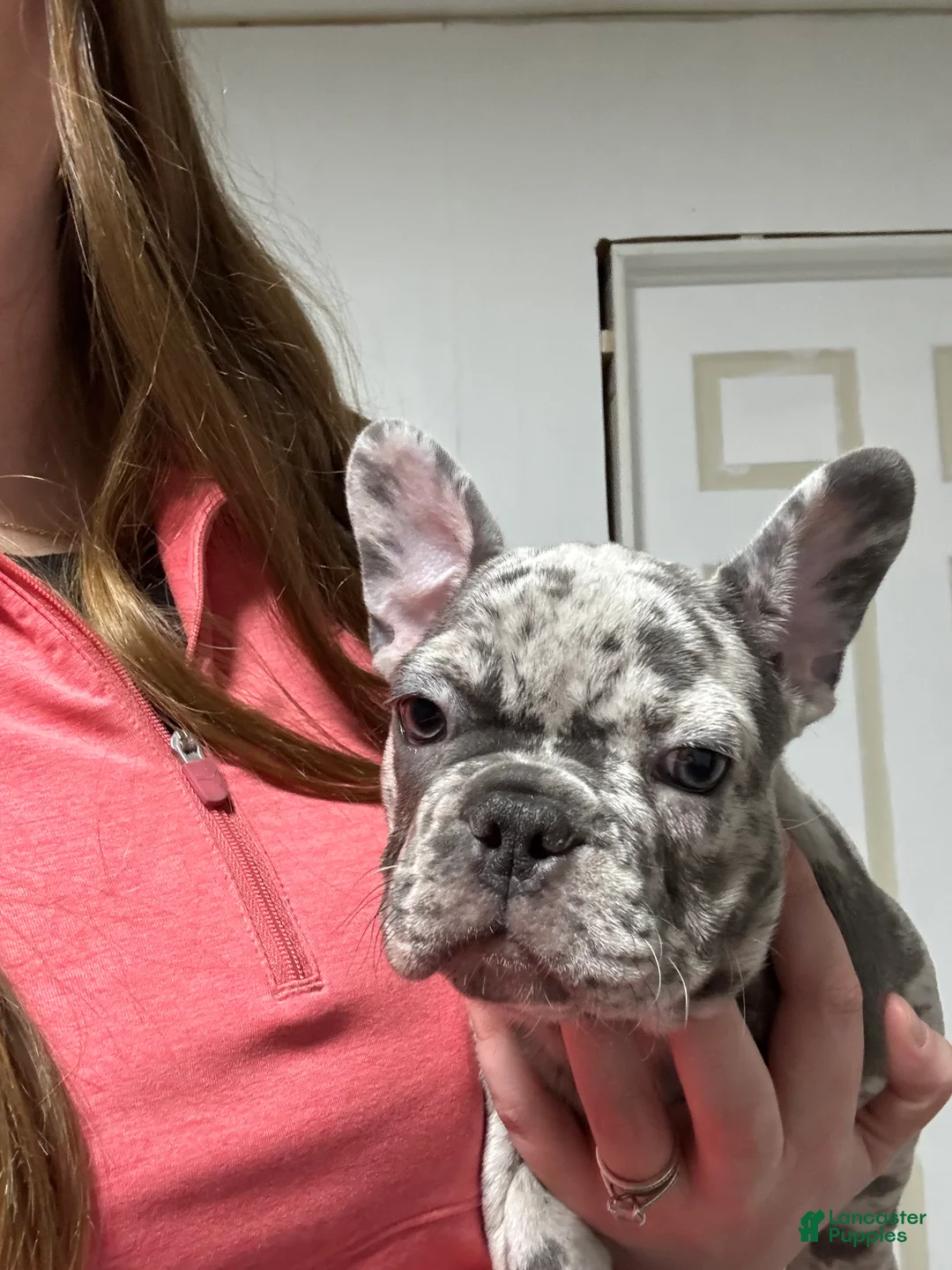 French Bulldog dogs for sale: Yeah Yeah - Ad 2