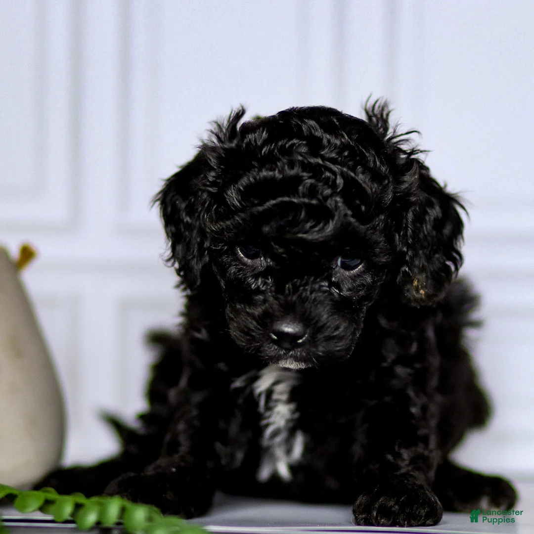 Mini Goldendoodle dogs for sale: Mindy - Ad 1