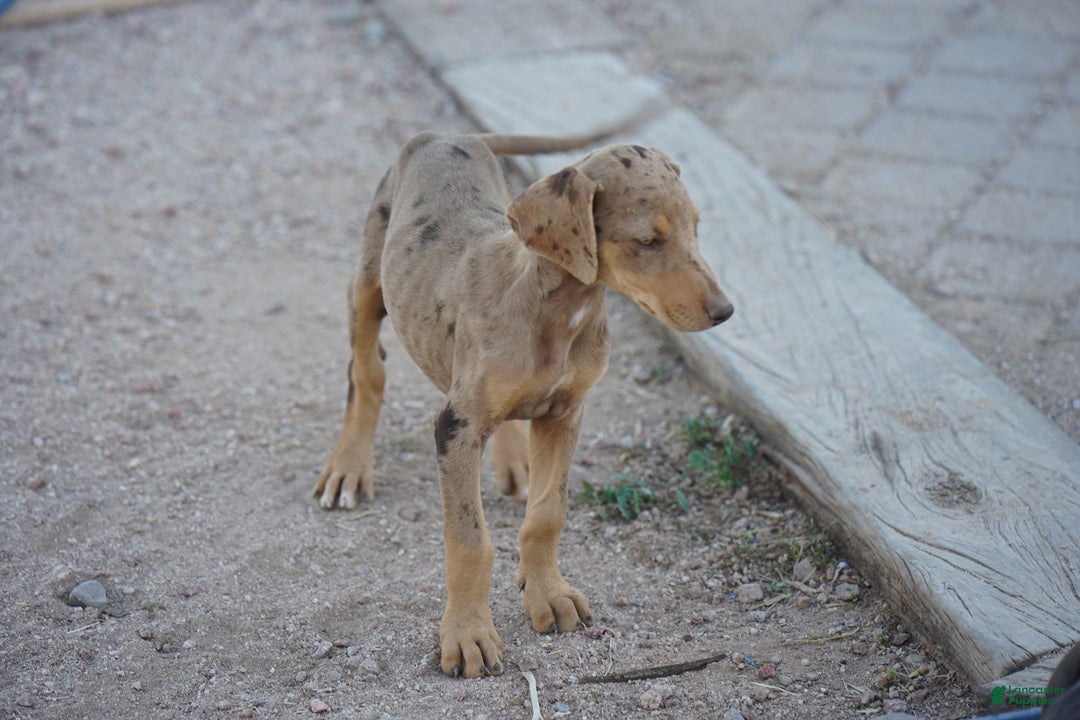 Mixed Breed dogs for sale: Lilac Fawn Merle F1 RT - Ad 11