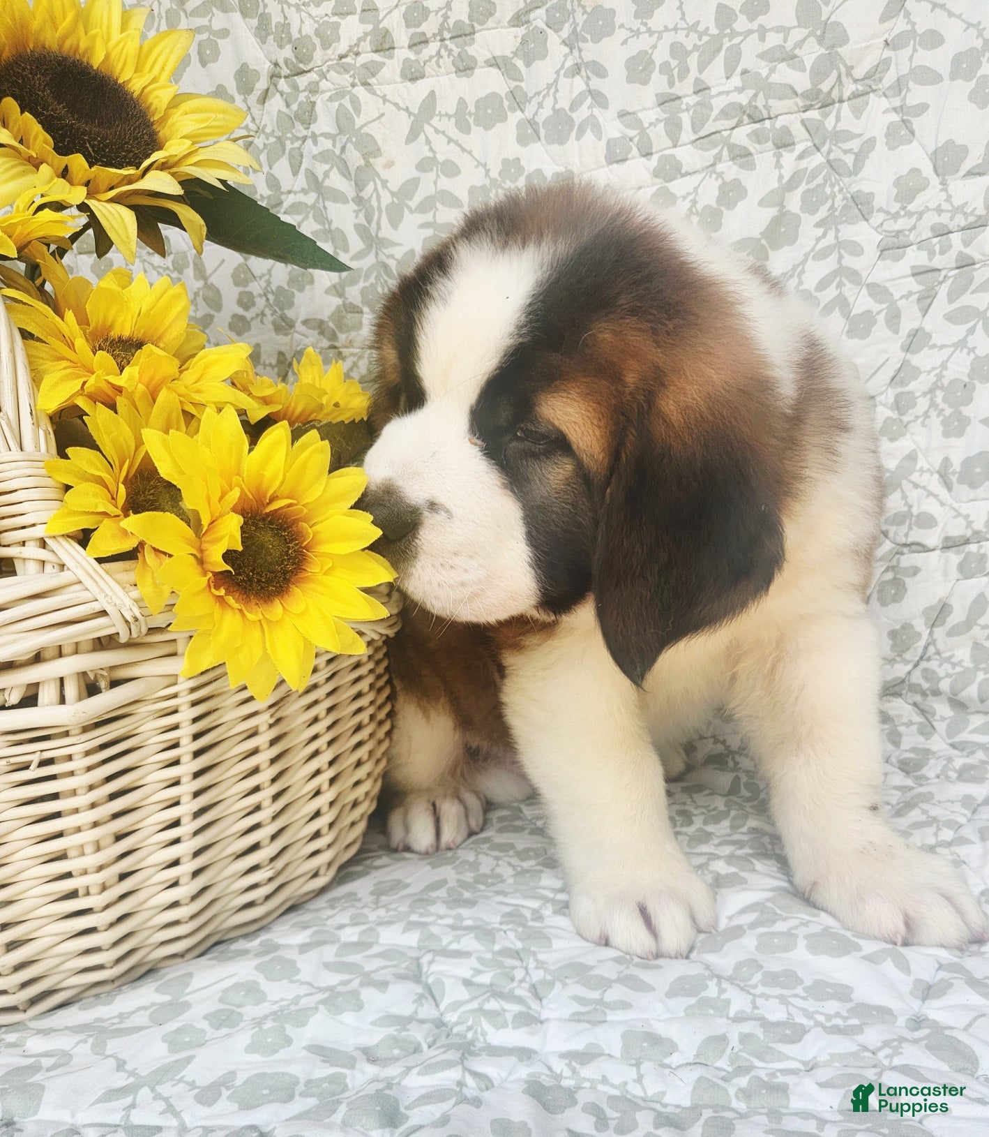 Saint Bernard dogs Tessie - Ad 2