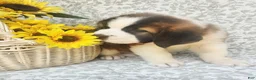 Saint Bernard dogs for sale: Tessie - Ad 2