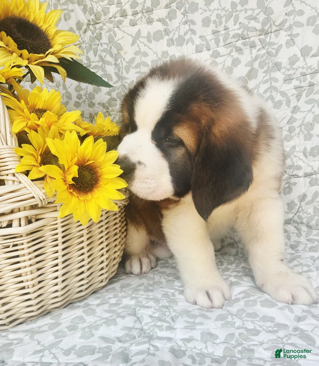 Saint Bernard dogs for sale: Tessie - Ad 2