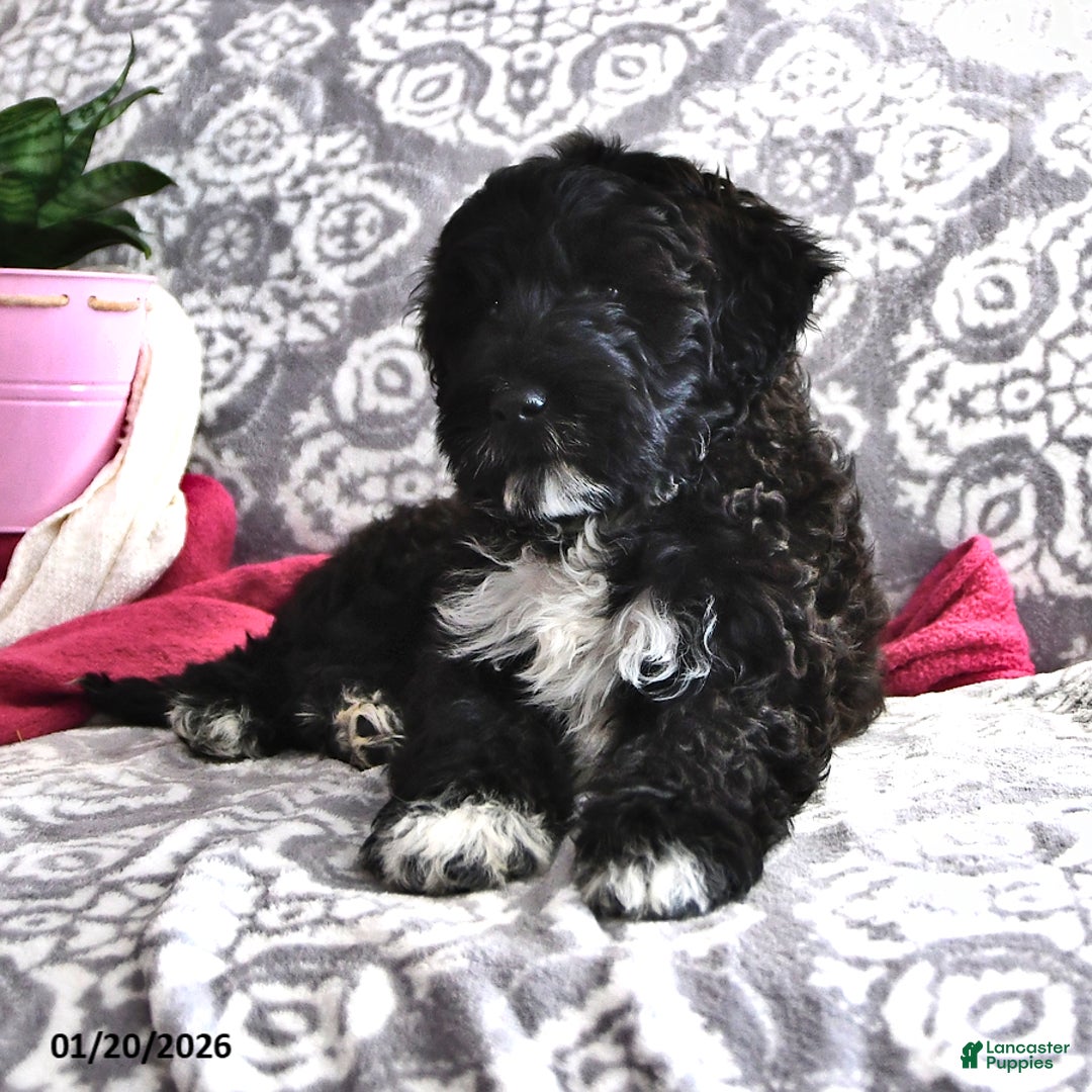 Portuguese Water Dog dogs for sale: Denny - Ad 4