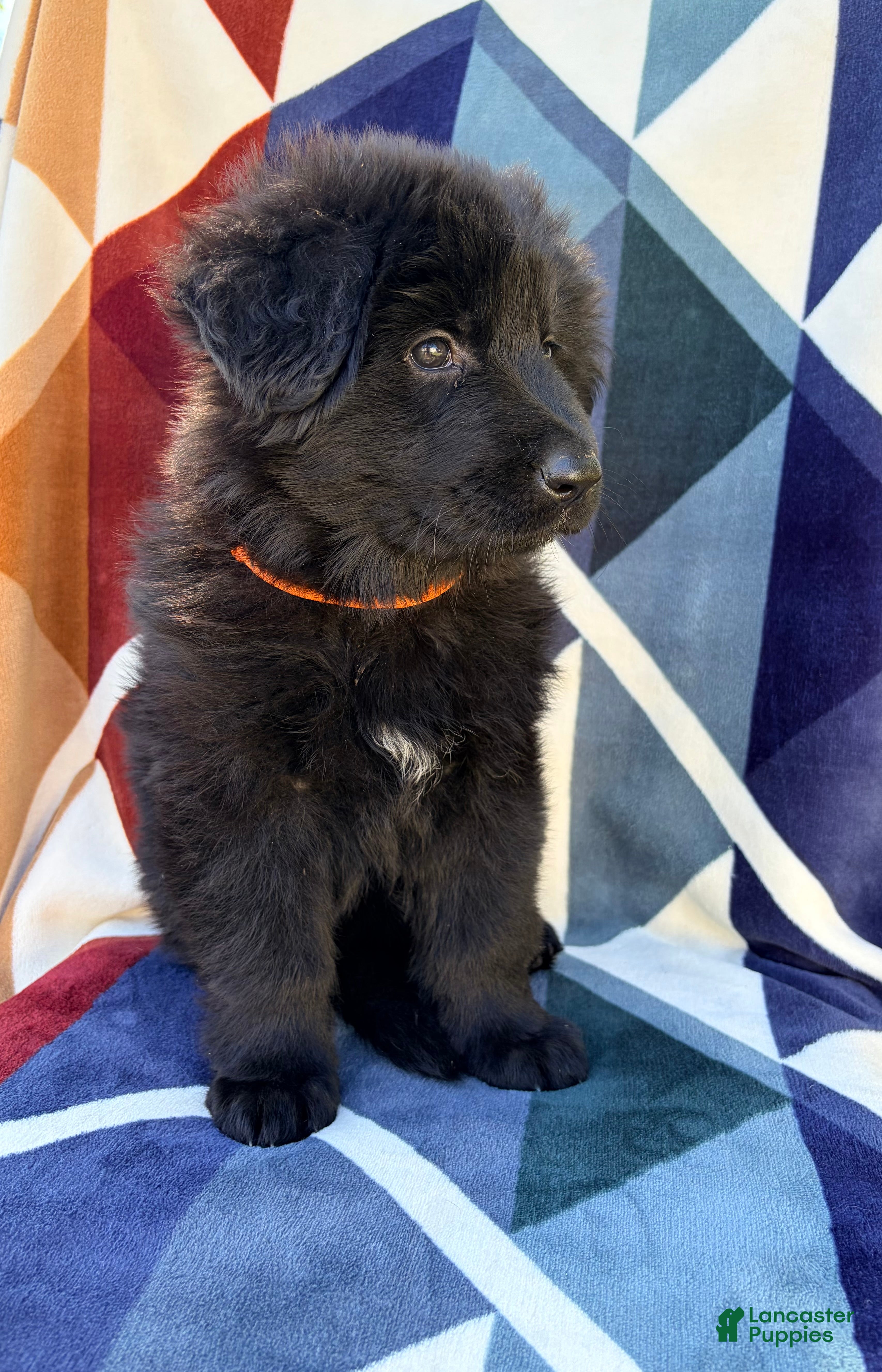 German Shepherd dogs Long Coat Female - Ad 2