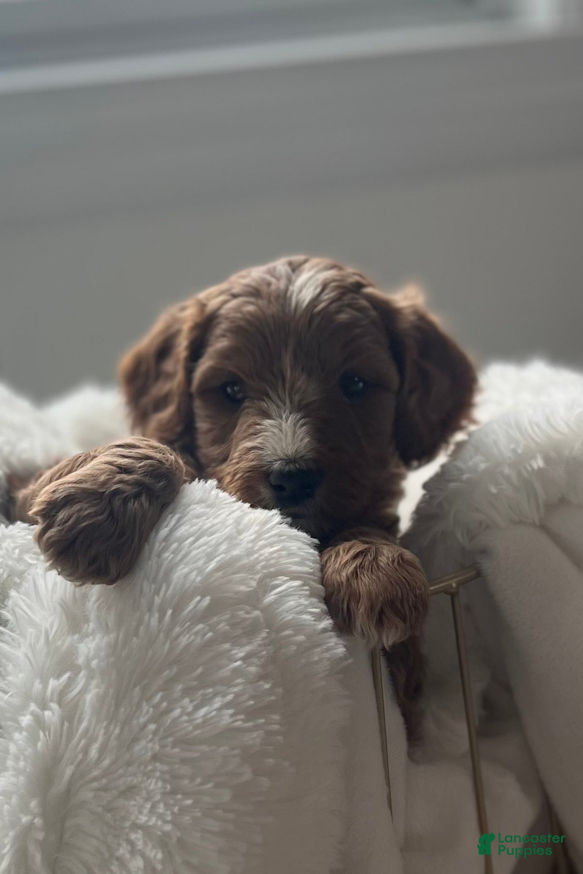 Cavapoo dogs Everest🩷 - Ad 2