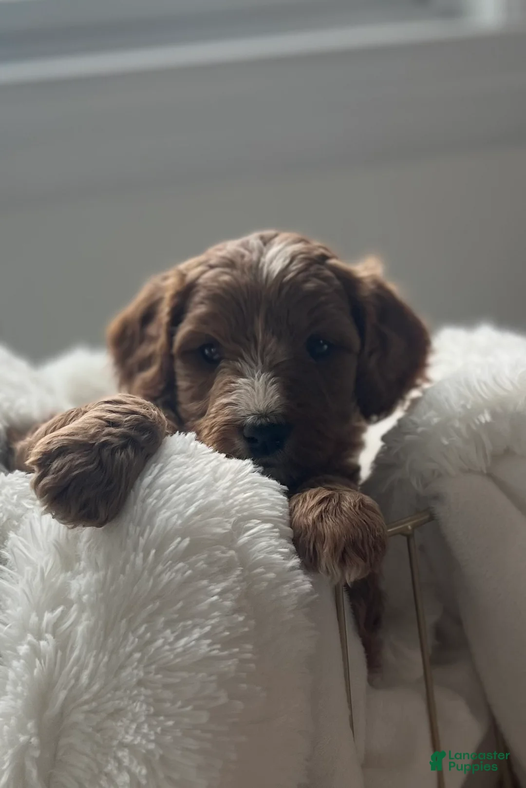 Cavapoo dogs for sale: Everest🩷 - Ad 2