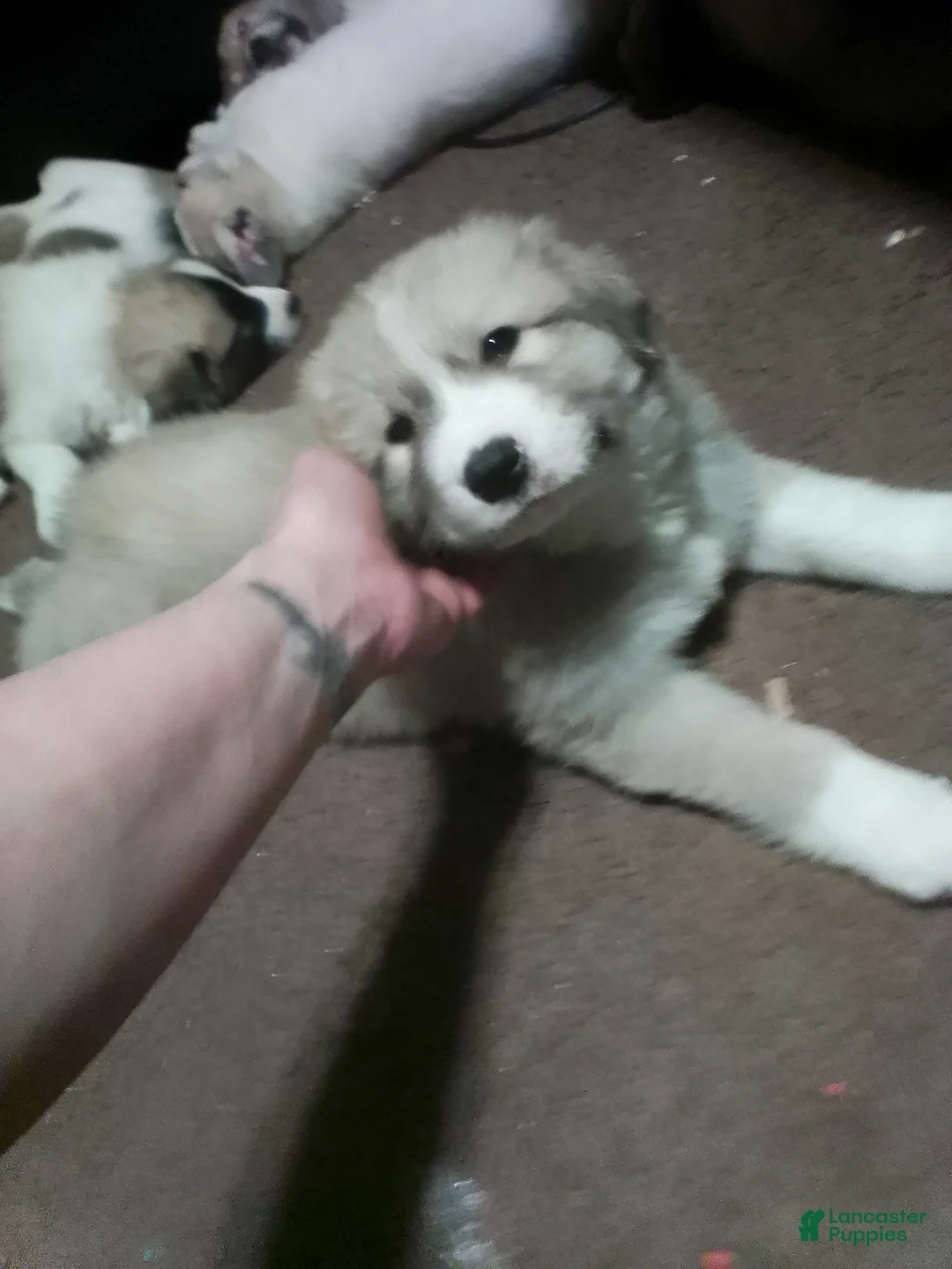 Mixed Breed dogs for sale: Rolly Polly Boy - Ad 23