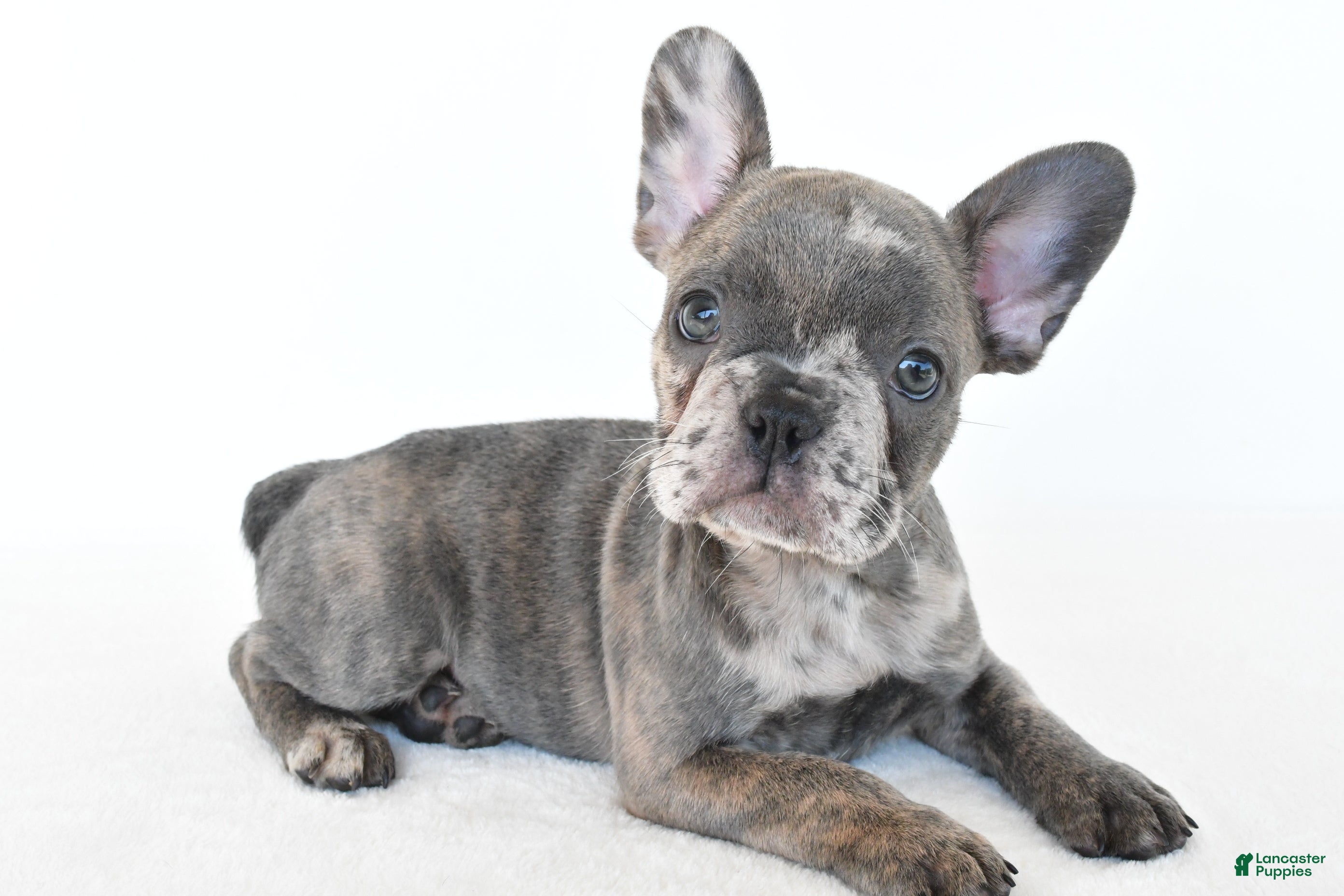French Bulldog dogs Bennett - Ad 1