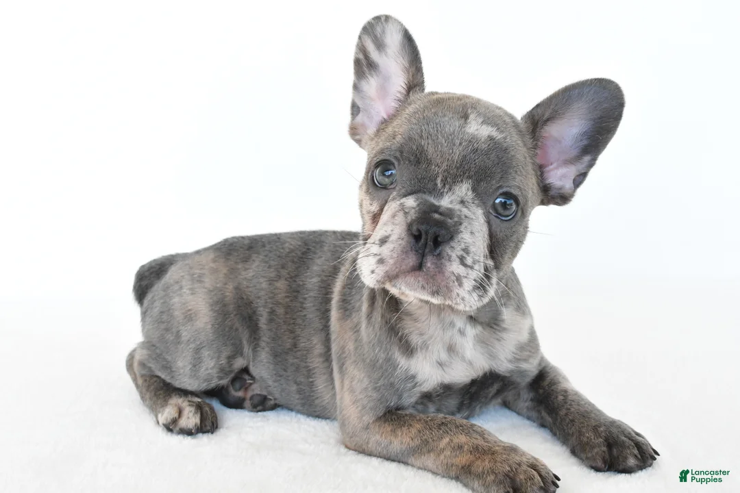 French Bulldog dogs for sale: Bennett - Ad 1