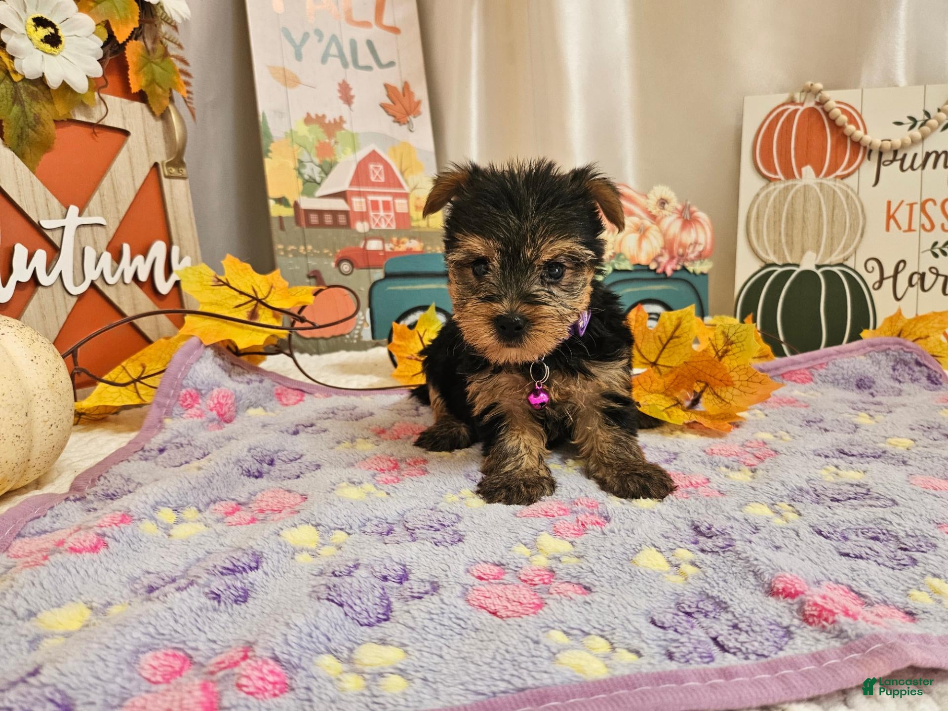 Yorkshire Terrier dogs Millie Joy - Ad 1