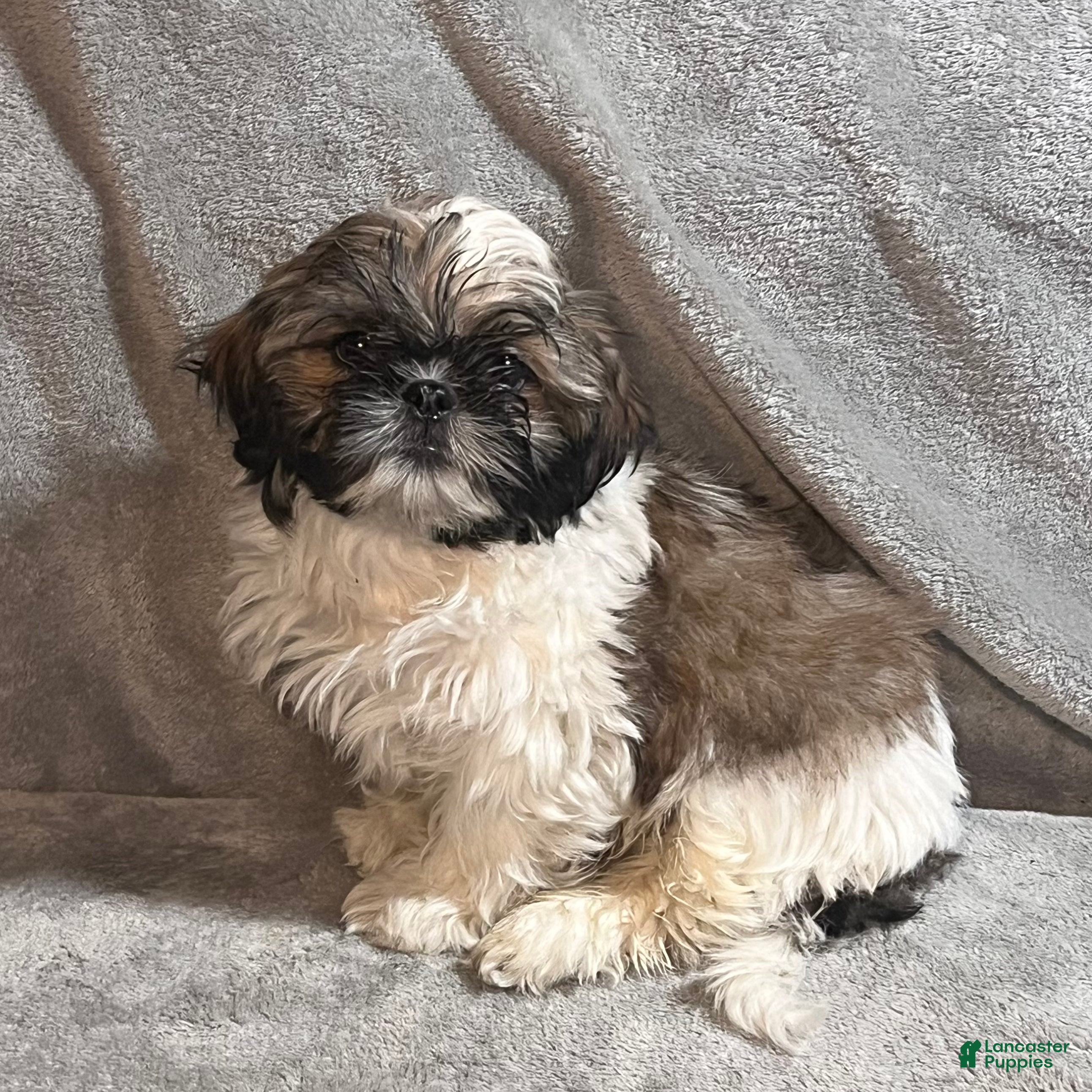 Shih Tzu dogs Mickey - Ad 2