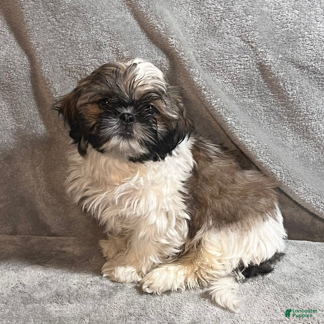 Shih Tzu dogs for sale: Mickey - Ad 2