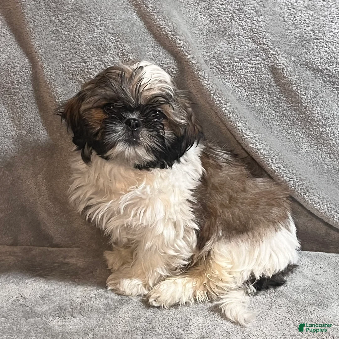 Shih Tzu dogs for sale: Mickey - Ad 2