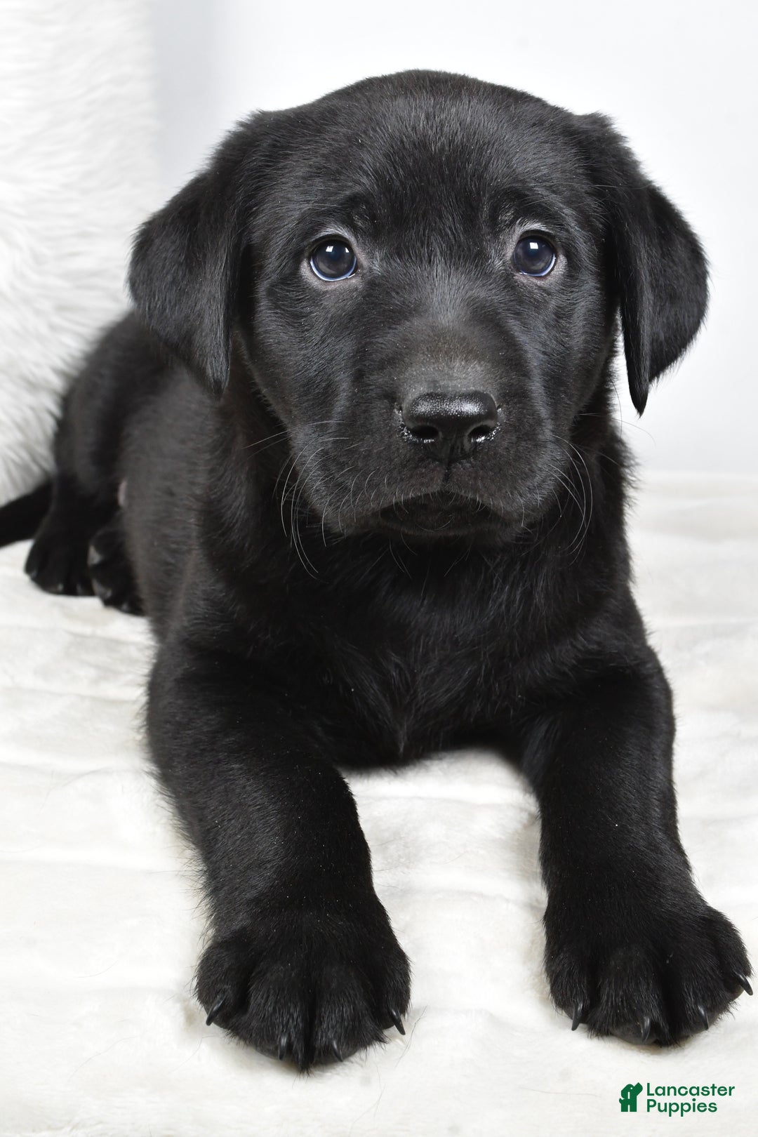 Labrador Retriever dogs for sale: Molly - Ad 9