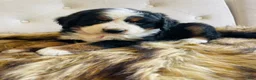 Bernedoodle dogs for sale: Mai Tai - Ultra Bernedoodle  - Ad 5