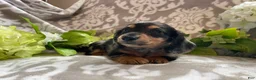 Miniature Dachshund dogs for sale: Sheila - Ad 14
