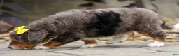 Mini Bernedoodle dogs for sale: Jasper 🐾 🦴 - Ad 7