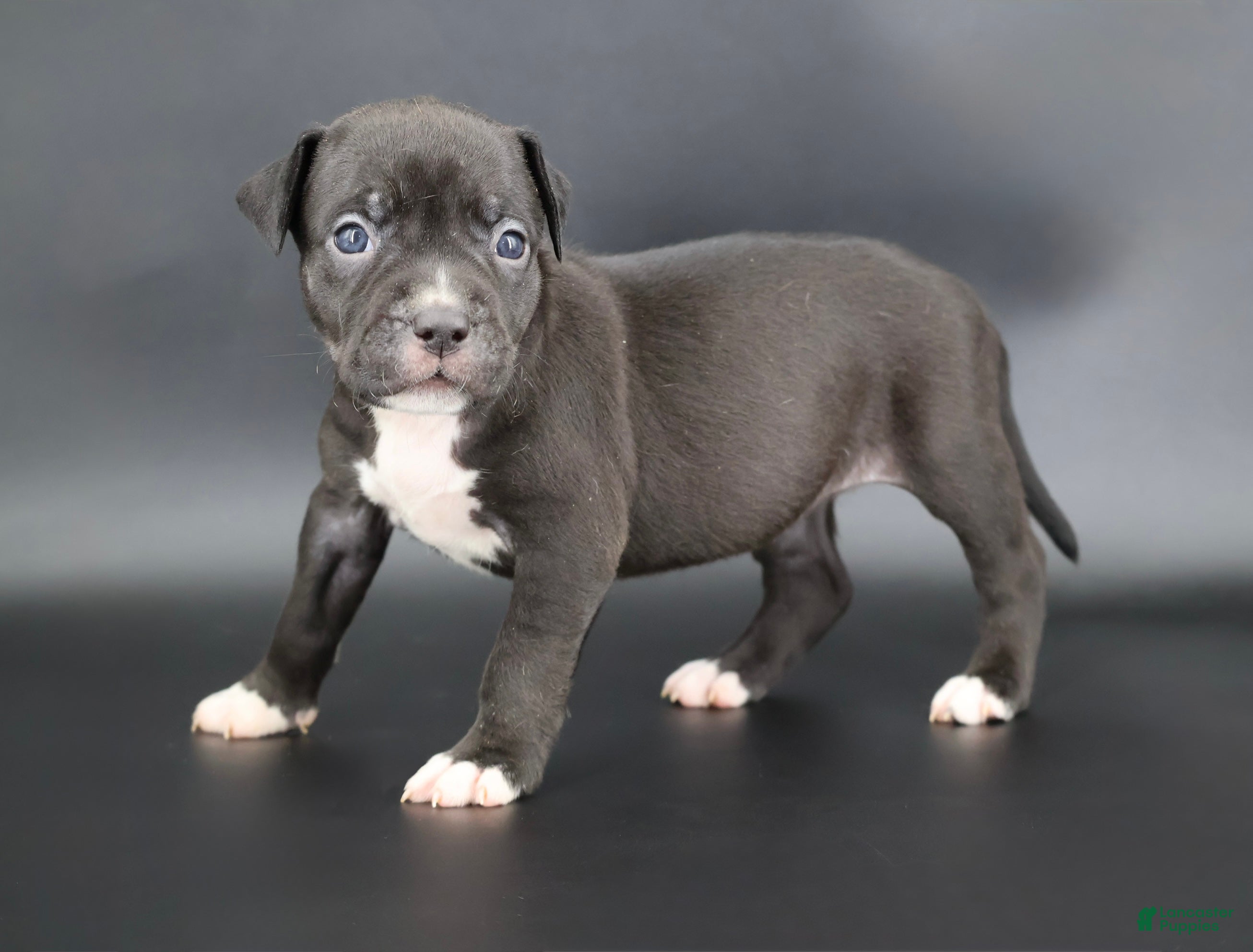 American Bully dogs Valentina - Ad 12