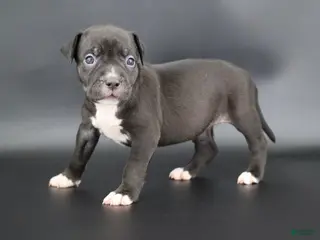 American Bully dogs Valentina - Ad 12