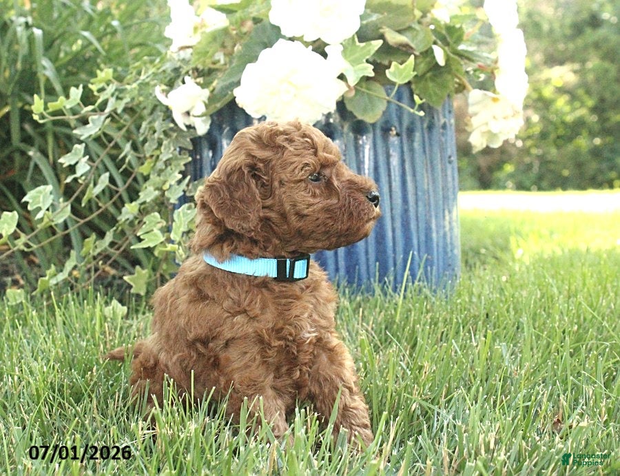 Miniature Poodle dogs Remington - Ad 2
