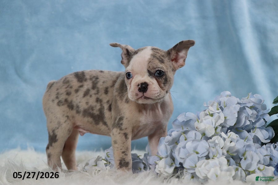 Frenchton dogs Little Boy Blue - Ad 1