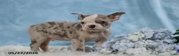 Frenchton dogs for sale: Little Boy Blue - Ad 1