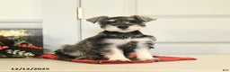 Miniature Schnauzer dogs for sale: Jolly - Ad 2